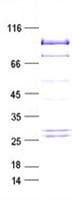 Human BRAF / B-Raf Protein (Recombinant Myc-DDK (Flag), C-terminus)