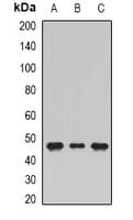Polyclonal Rabbit anti-Human SHMT / SHMT1 Antibody (IHC, WB)