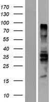 PTPN18 Protein (Over-Expression Lysate Myc-DDK (Flag))