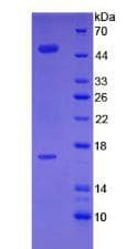 Mouse FGL2 Protein (Recombinant His, N-Terminal)