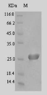 Bacillus pumilus zapA Protein (Recombinant 6His-SUMO, N-terminus)