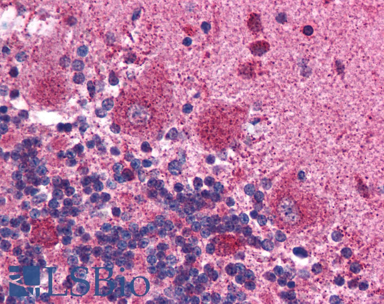 MAPK14 / p38 Antibody (C-Terminus)
