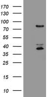 HCFC2 Antibody (clone OTI2H1)