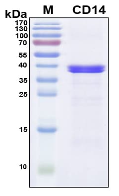 Human CD14 Protein (Recombinant 6His, N-terminus)