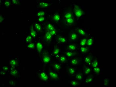 TCEA3 Antibody