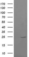 RAB37 Antibody (clone OTI1E10)