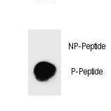 PARP1 Antibody (phospho-Ser782)