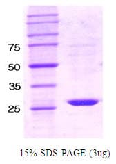 Human PTPN6 / SHP1 Protein (Recombinant)