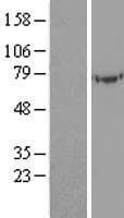UBASH3A / CLIP4 Protein (Over-Expression Lysate Myc-DDK (Flag))