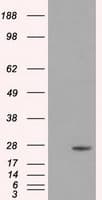 DCXR Antibody (clone OTI4H10, Carrier-free)