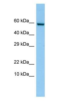FKBP10 / FKBP65 Antibody (C-Terminus)