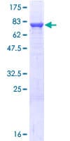 Human PDIA3 / ERp57 Protein (Recombinant GST)