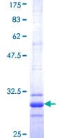 Human CLDN2 / Claudin 2 Protein (Recombinant GST, N-terminus)