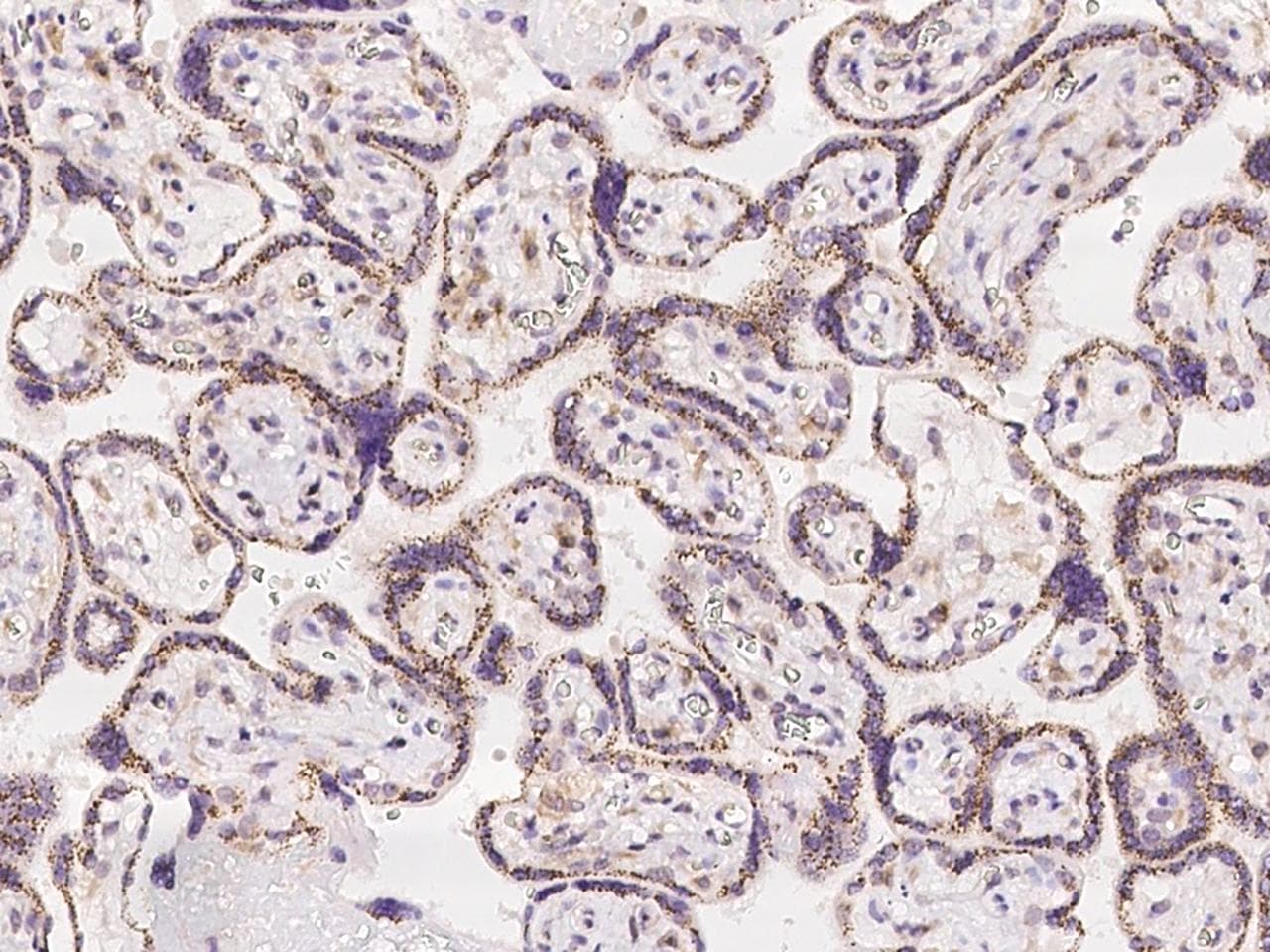 MAN1A2 Antibody