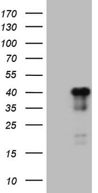ATF1 Antibody (clone OTI2C2, Carrier-free)