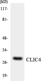 Polyclonal Rabbit anti-Human CLIC4 Antibody (aa20-69, IHC, WB)