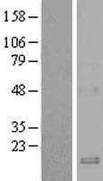 Human CCL19 / MIP3-Beta Protein (Over-Expression Lysate Myc-DDK (Flag))