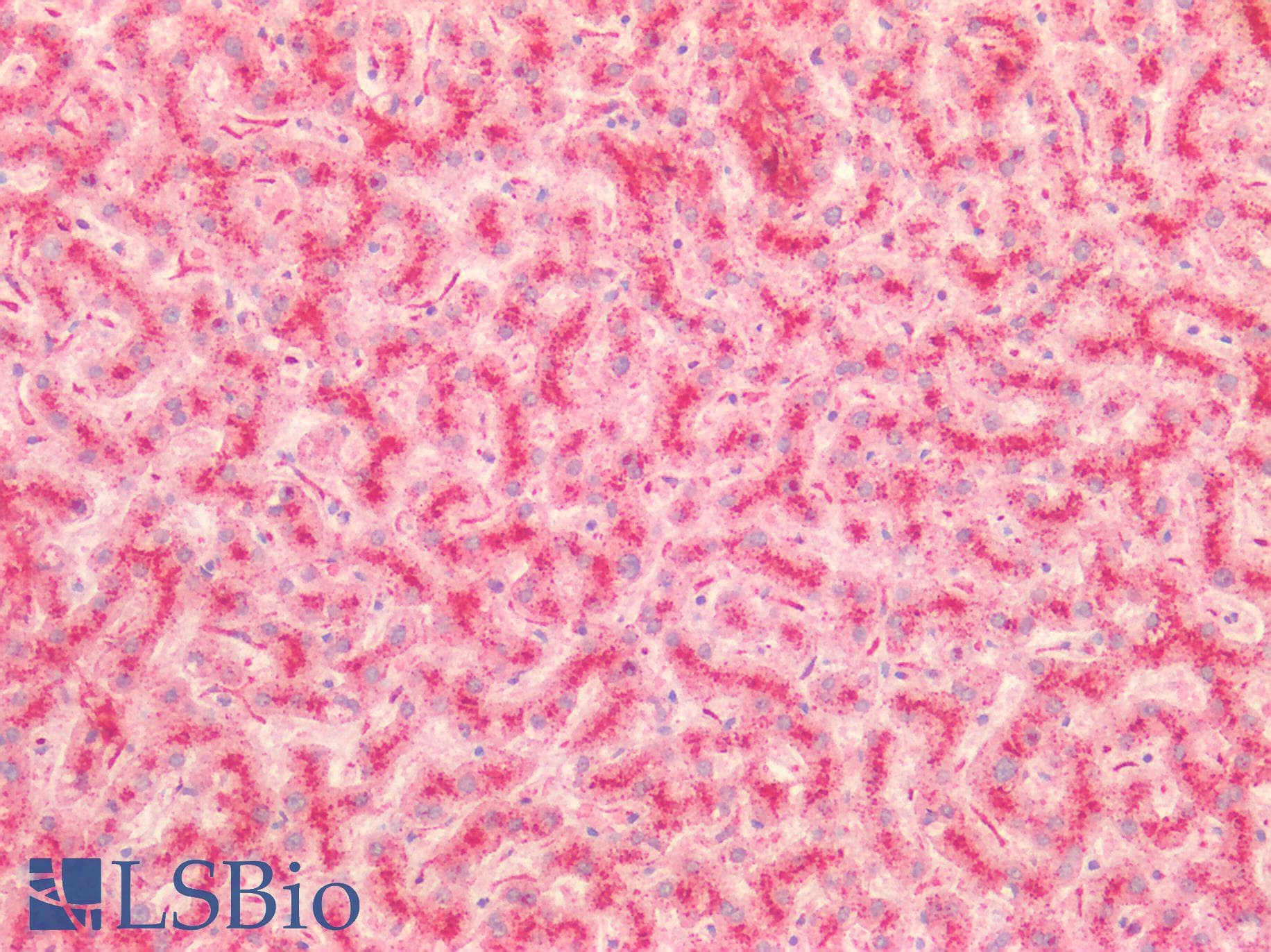 IHC-plus™ CTSB / Cathepsin B Antibody