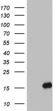 IL1RN Antibody (clone OTI2D9)