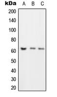RORC / ROR Gamma Antibody (Internal)