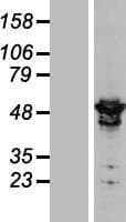 ARHGAP1 / CDC42GAP Protein (Over-Expression Lysate Myc-DDK (Flag))