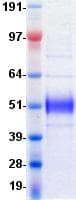 Human ICOS / CD278 Protein (Recombinant Fc-His, C-terminus)