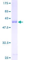 Human YWHAQ / 14-3-3 Theta Protein (Recombinant GST)