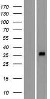Human OR4L1 Protein (Over-Expression Lysate Myc-DDK (Flag))