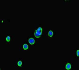 APG5 / ATG5 Antibody