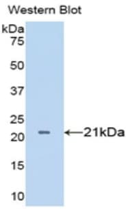 TNF Alpha Antibody (aa77-232)