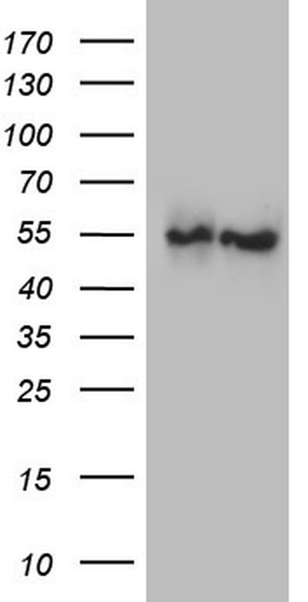 ANGPTL1 Antibody (aa24-491of, clone OTI9E5, Carrier-free)