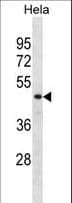 DRG1 / NEDD3 Antibody (aa334-363)