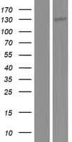 NOL6 / NRAP Protein (Over-Expression Lysate Myc-DDK (Flag))