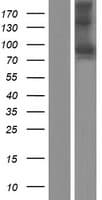 SEMA3F / Semaphorin 3F Protein (Over-Expression Lysate Myc-DDK (Flag))