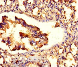 Polyclonal Rabbit anti-Human ZNF77 Antibody