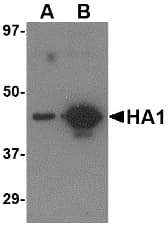 Influenza A Virus Hemagglutinin Antibody (clone 7B9B2)