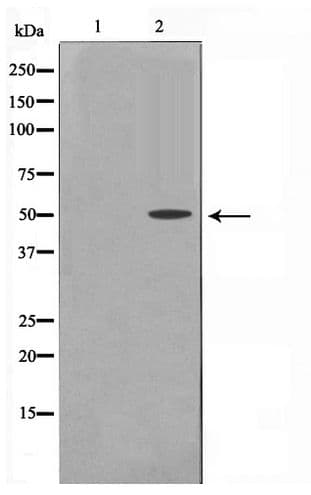 CCNA1 / Cyclin A1 Antibody