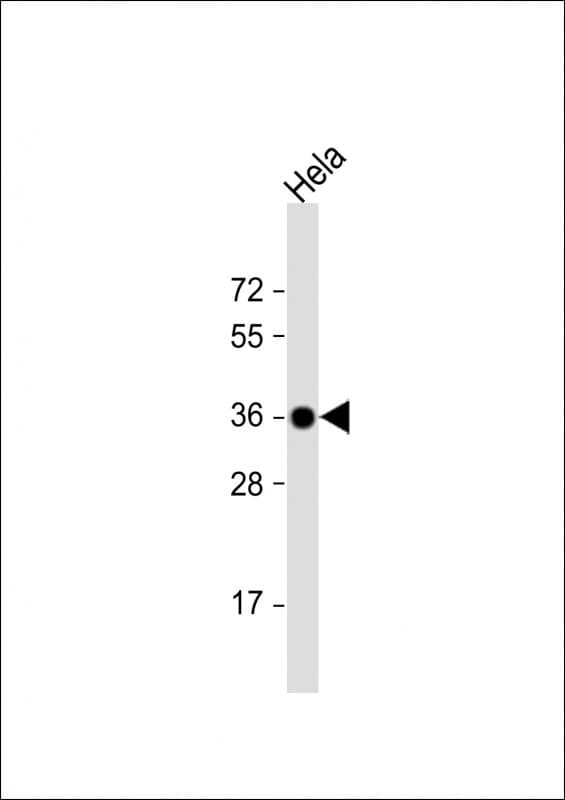 GAPDH Antibody (clone 1A10A10)