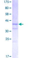 Human H2AFX / H2AX Protein (Recombinant GST)