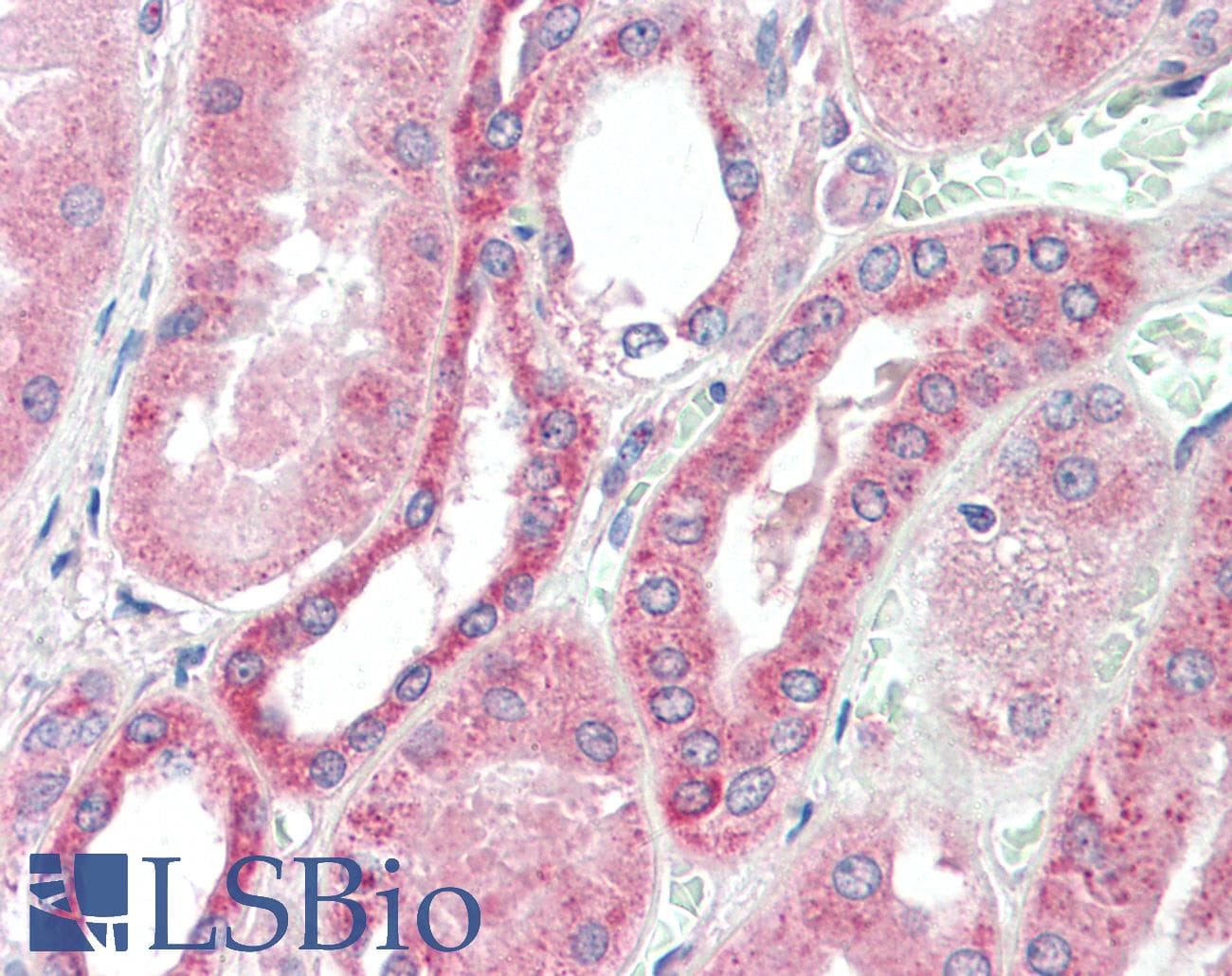 RDH10 Antibody (aa71-120)