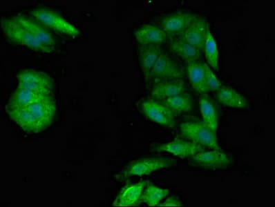 PPP1CA / PP1-Alpha Antibody