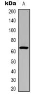 CTTN / Cortactin Antibody (Acetyl-Lys235)