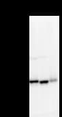 Monoclonal Mouse anti-Human MARS Antibody (clone MARSD10B4, IF, WB)