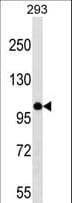 MYBL1 / A-MYB Antibody (aa510-536)