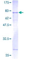 Human BMP10 Protein (Recombinant GST)