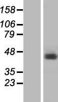 RBMX Protein (Over-Expression Lysate Myc-DDK (Flag))