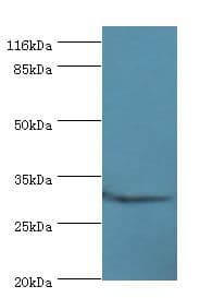 C2orf47 Antibody (HRP)