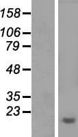 Human Aprataxin / APTX Protein (Over-Expression Lysate Myc-DDK (Flag))