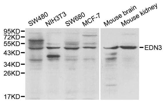 Endothelin 3 / EDN3 Antibody