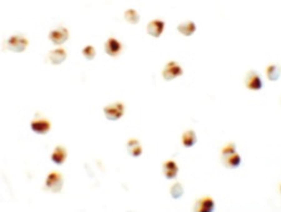 LY9 / CD229 Antibody